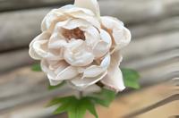 Enkele pioen beige Buitengewoon de Boet - Buitengewoon de boet - thumbnail