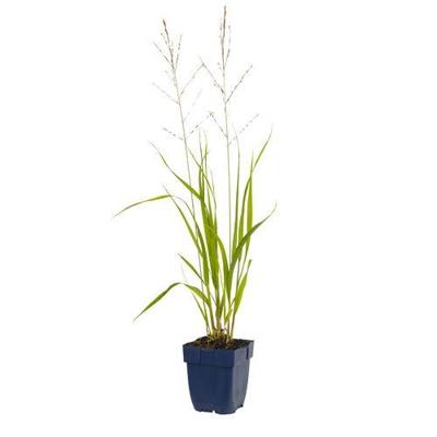 Molinia arund. Transparent vaste plant Griffioen - Griffioen