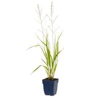 Molinia arund. Transparent vaste plant Griffioen - Griffioen - thumbnail