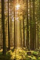 Poster - Zon door de Bomen, Prachtig Bos gezicht - thumbnail