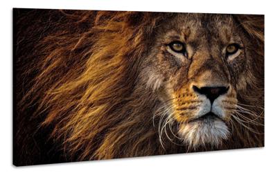 Schilderij - Leeuw in Close-up, wanddecoratie, Premium Print