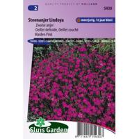 Dianthus Deltoides Erectus zaden Lindoya Anjer - thumbnail