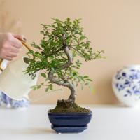 Bonsai Zelkova met blauwe schaal - P15 - thumbnail