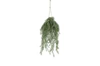 Decostar Asparagus hangplant 15 cm groen - thumbnail