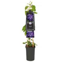 Grootbloemige Clematis Esther PBR 75 cm klimplant - thumbnail