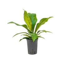 Anthurium jungle bush XS hydrocultuur plant - thumbnail