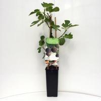 Vijg (ficus carica "Brown Turkey") fruitbomen - In 2 liter pot - 1 stuks - thumbnail