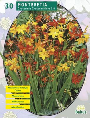 Zomer Bloembollen Montbretia per 30 Baltus - Baltus