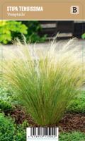 Vips Stipa tenuissima Ponytails - Vedergras - thumbnail