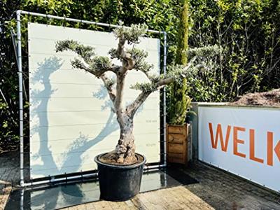 Olijfboom Pon Pon - Olea Europaea