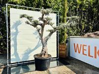 Olijfboom Pon Pon - Olea Europaea - thumbnail