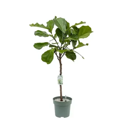 Vioolbladplant op stam (Ficus lyrata) D 27 H 140 cm Potmaat 27 H140 kamerplant Beautanic Lifestyle - Beautanic lifestyle