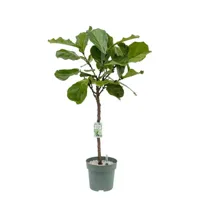 Vioolbladplant op stam (Ficus lyrata) D 27 H 140 cm Potmaat 27 H140 kamerplant Beautanic Lifestyle - Beautanic lifestyle - thumbnail