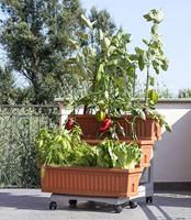 Bama orto di kit plantenbakken 80x74x73 cm terracotta - thumbnail