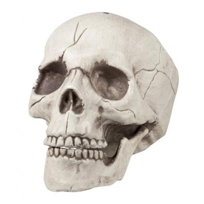 Schedel Jawbone met beweegbare kaak