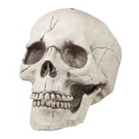 Schedel Jawbone met beweegbare kaak - thumbnail