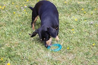 BIOSAFE BIOSMART PUPPY RING MET MINT SMAAK 9 CM