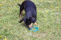 BIOSAFE BIOSMART PUPPY RING MET MINT SMAAK 9 CM - thumbnail