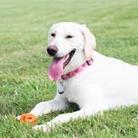 CHUCKIT BREATHE RIGHT FETCH BAL XL - thumbnail