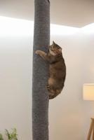 Klimtas voor katten - KERBL - TAPIJT - 16 x 16 x 240 cm - Plafondmontage - Polyester - thumbnail