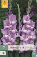 Gladiolus milka bloembol 7 stuks Gladiool JUB - Jub - thumbnail