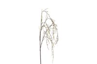 Kunsttak treur/hang Corylus XL creme Countryfield - Countryfield - thumbnail