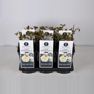 Trosroos (rosa "Lady Romantica"®) - C5 - 1 stuks