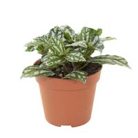 Pilea Cadierei (aluminium plant) - P 9 cm - thumbnail