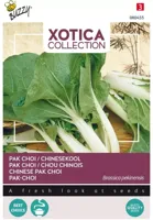 Zaden Xotica Paksoi Kanton Pak-choi Buzzy - Buzzy - thumbnail