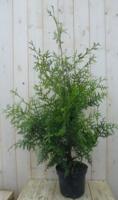 Conifeer Brabant 110 cm Thuja Warentuin Natuurlijk - Warentuin natuurlijk - thumbnail