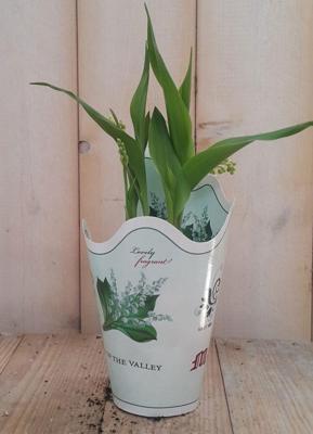 3 stuks! Lelietje-van-dalen Voorjaarsbollen Convallaria Warentuin Natuurlijk - Warentuin natuurlijk