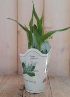 3 stuks! Lelietje-van-dalen Voorjaarsbollen Convallaria Warentuin Natuurlijk - Warentuin natuurlijk - thumbnail