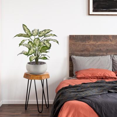 Dieffenbachia Kunstplant 60cm Deluxe