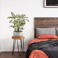 Dieffenbachia Kunstplant 60cm Deluxe - thumbnail