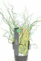 Siergras - Juncus effusus Spiralis - thumbnail