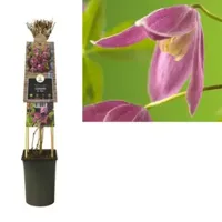 Roze bosrank (Clematis alpina "Ruby") klimplant - thumbnail