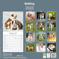 Engelse Bulldog Kalender 2026 - thumbnail