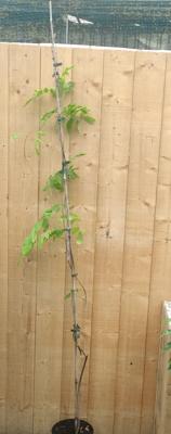 Blauwe regen Wisteria 150 cm Warentuin Natuurlijk - Warentuin natuurlijk