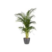 Elho brussels bloempot rond 18 cm antraciet - thumbnail
