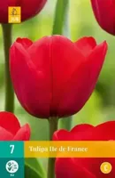 Tulipa ile de france JUB, 7 bollen - Jub - thumbnail