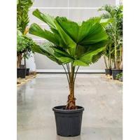 Licuala Palm grandis waaierpalm kamerplant - thumbnail