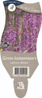 Grote kattenstaart vaste plant Griffioen - Griffioen - thumbnail