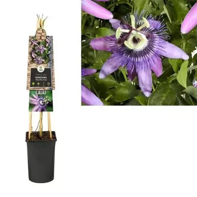 Passiebloem Passiflora Betty Miles Young 75 cm klimplant Passiebloem Passiflora Betty Miles Young 75 cm klimplant