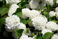 Gelderse roos - thumbnail