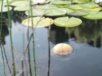 Vis voederbal ⌀ 12 cm - thumbnail