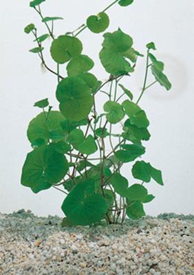 2 stuks! Hydrocotyle nova-zealandiae potmaat P11 Waternavel Moerings - Moerings