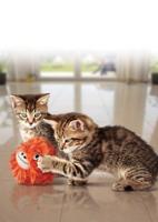 KONG CAT SOFTIES PATCHWORK BEAR ASSORTI 7,5X5X12,5 CM - thumbnail