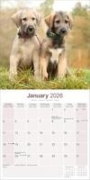 Ierse Wolfshond Kalender 2026 - thumbnail