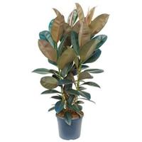 Ficus elastica abidjan M kamerplant - thumbnail