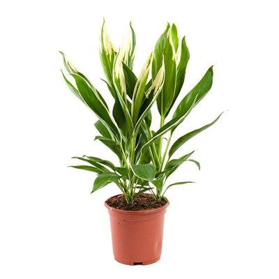 Cordyline Fruticosa conga - P 19 cm Cordyline Fruticosa conga - P 19 cm